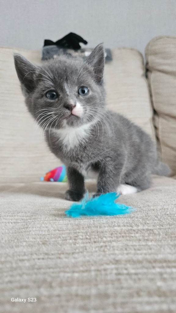 Male Kittens 