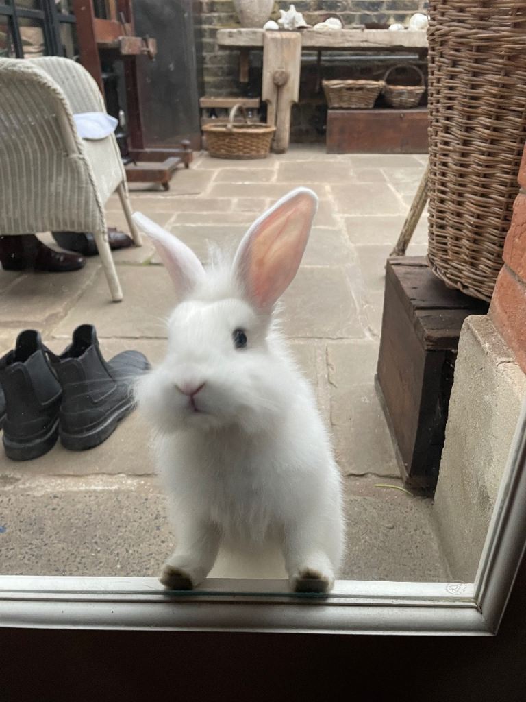 Beutiful White Rabbit.