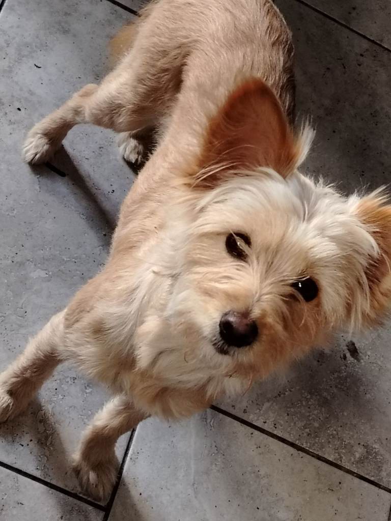 Pomeranian x 