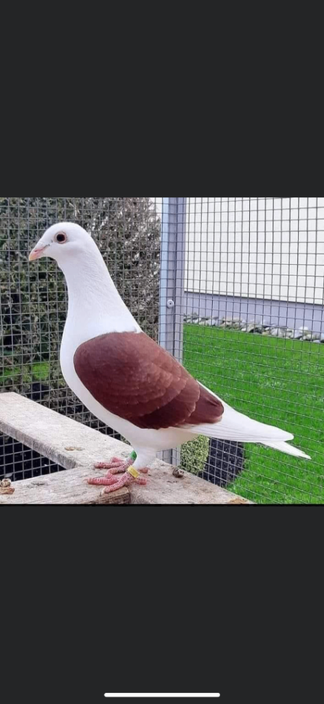 Saddle racing pigeons 