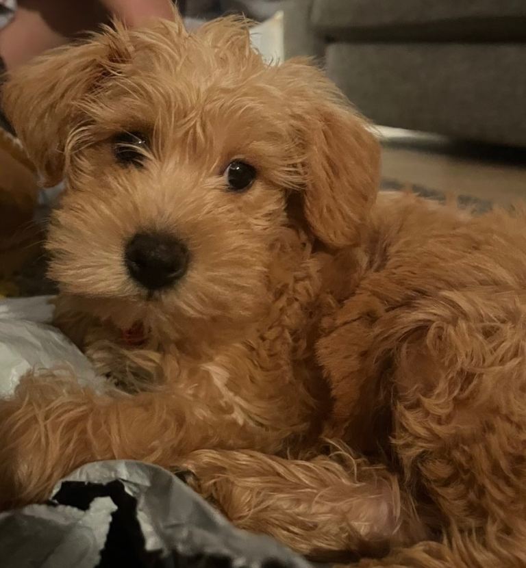 Schnoodle 10 weeks old for sale 