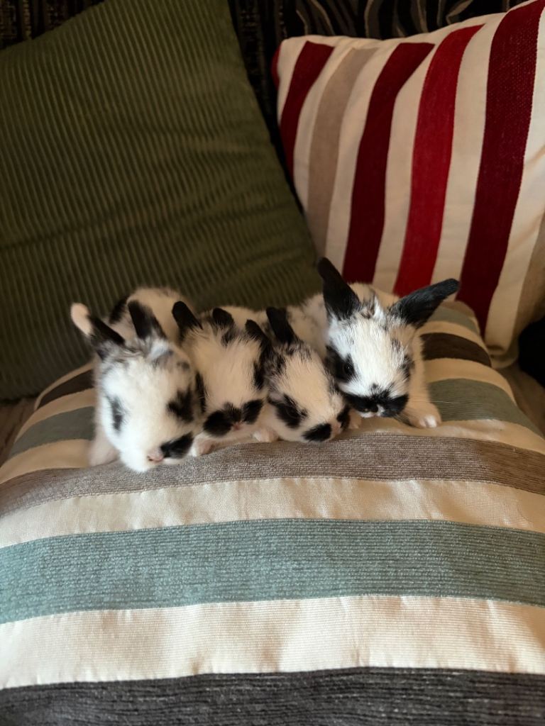 Mini lion lop baby bunnies 