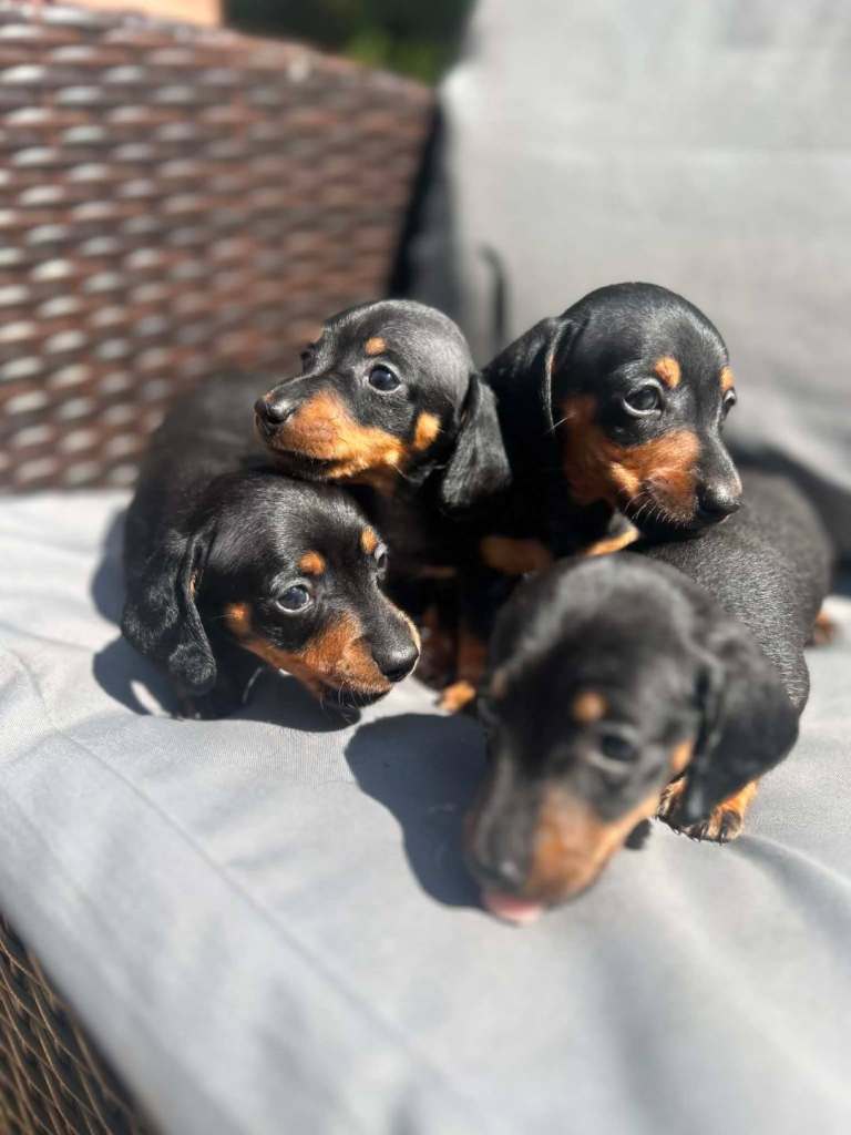   Miniature dachshund puppies