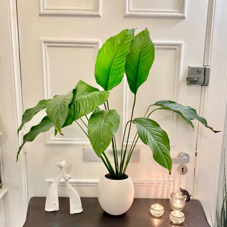 Large Peace Lily in White Pot – Perfect Condition