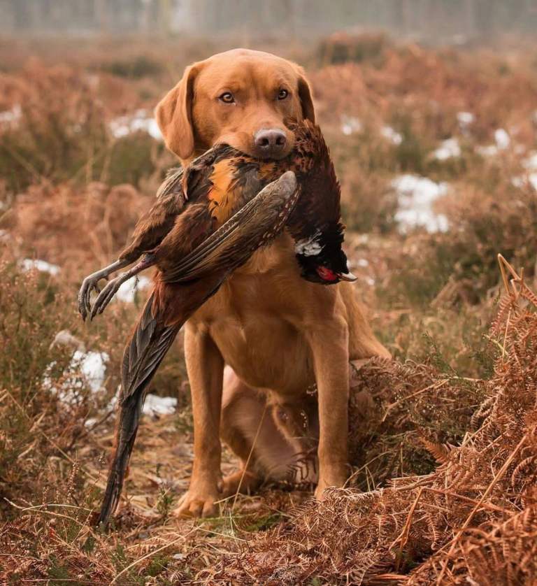 9 stunning Labrador puppies 
