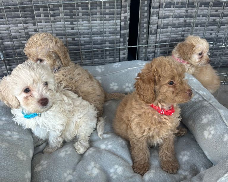 6 beautiful Jackapoos for sale 