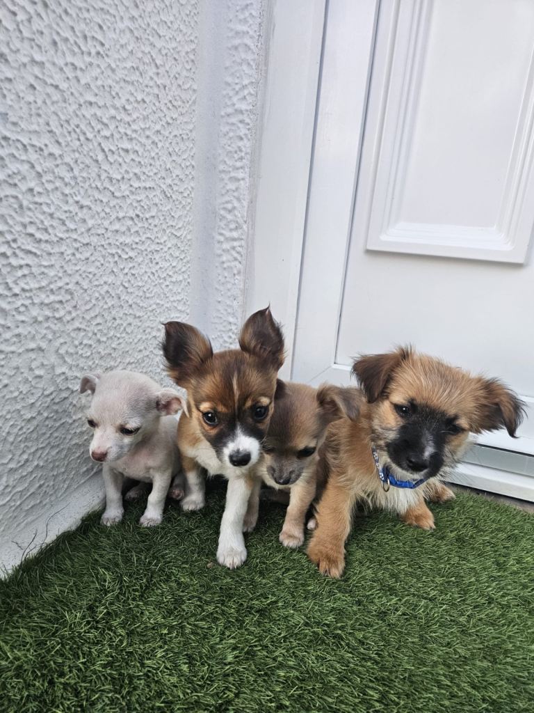 chihuahua puppies