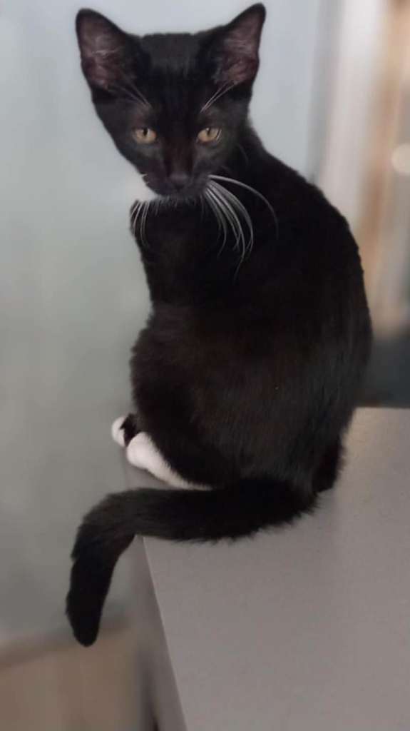 Kittens looking for their forever home
