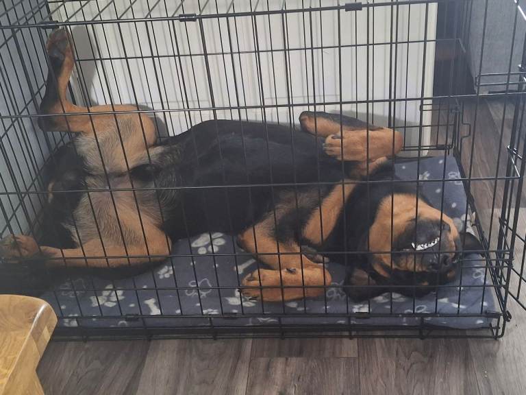 Medium dog crate