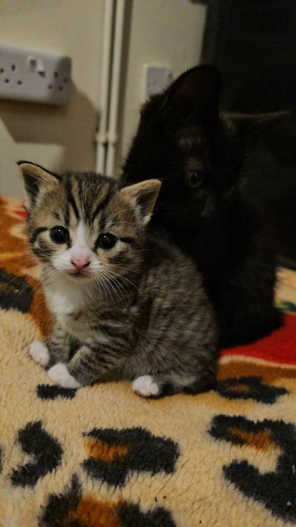 Bengal tabbys mix