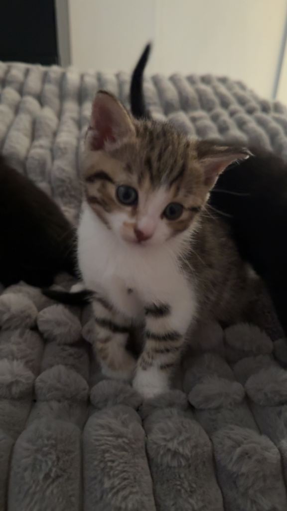 3 gorgeous girls for sale 