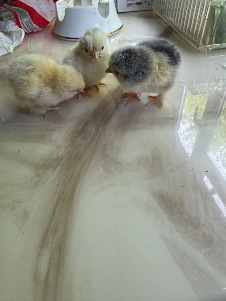 Chicks 