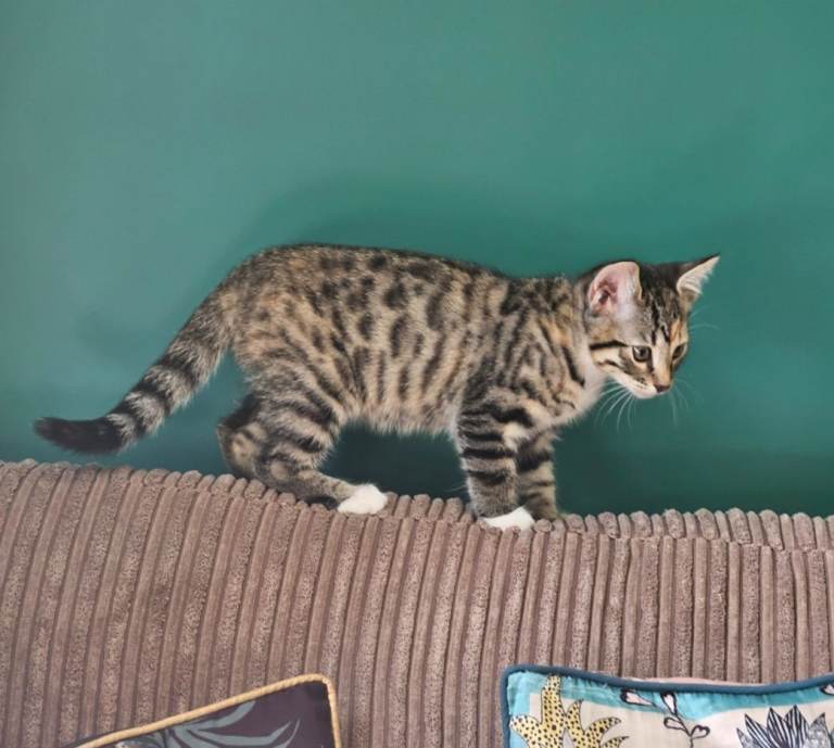 9 week old Female Bengal X 