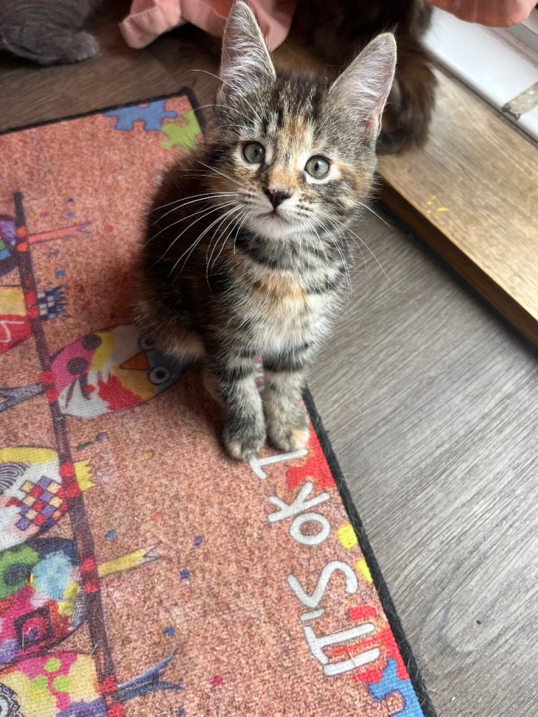 Half Maine coon kittens last Lady left