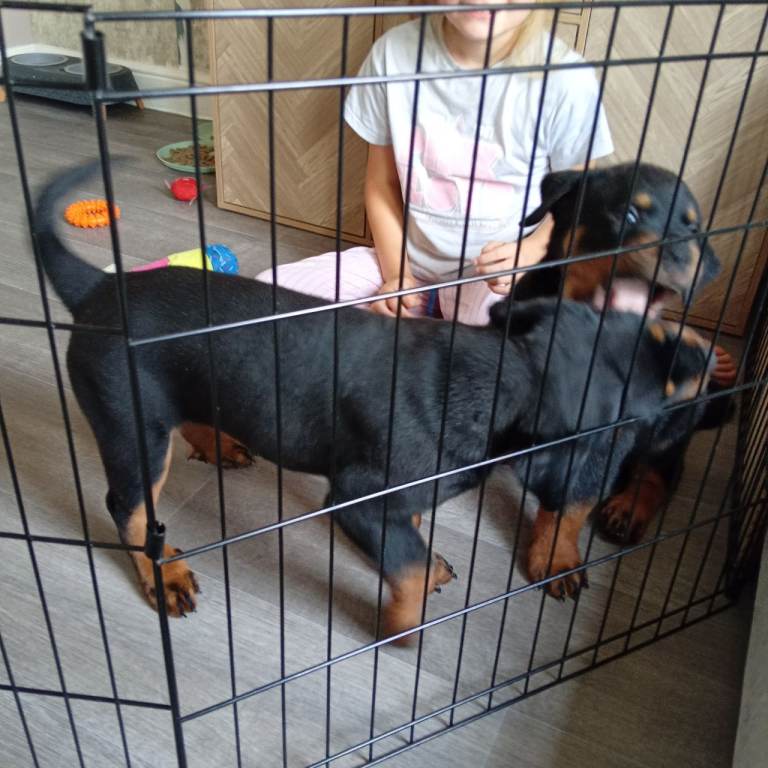 Male and female rottweilers 