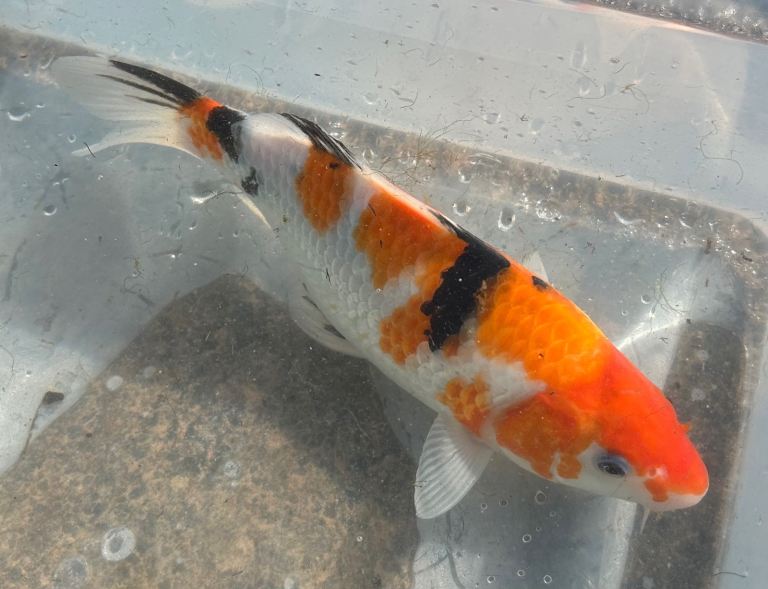 Koi