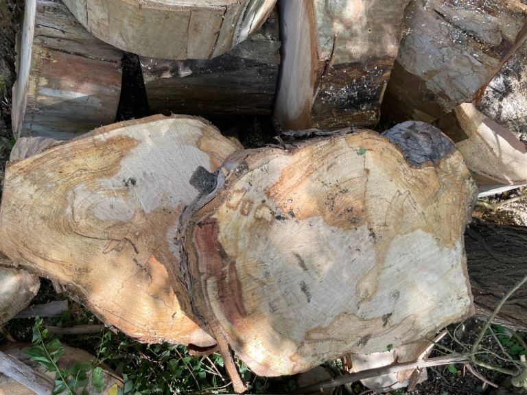 Hardwood Logs (eucalyptus) 