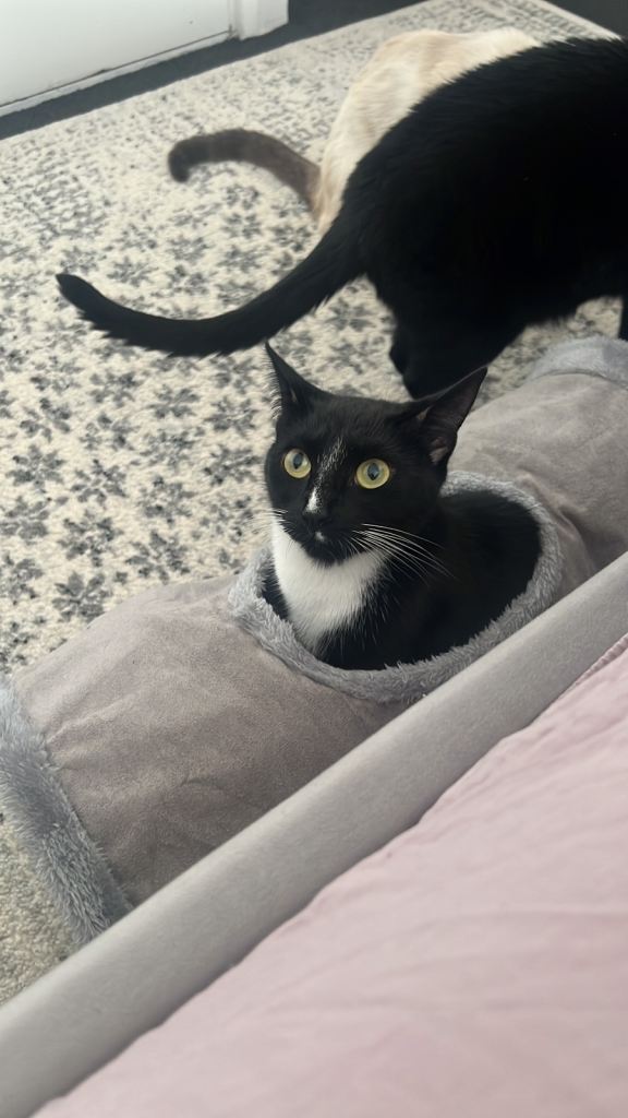 Adult Cats £80 each 