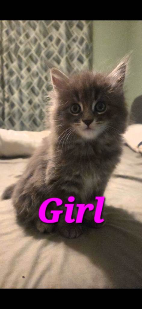 3/4 Maincoon kittens. 