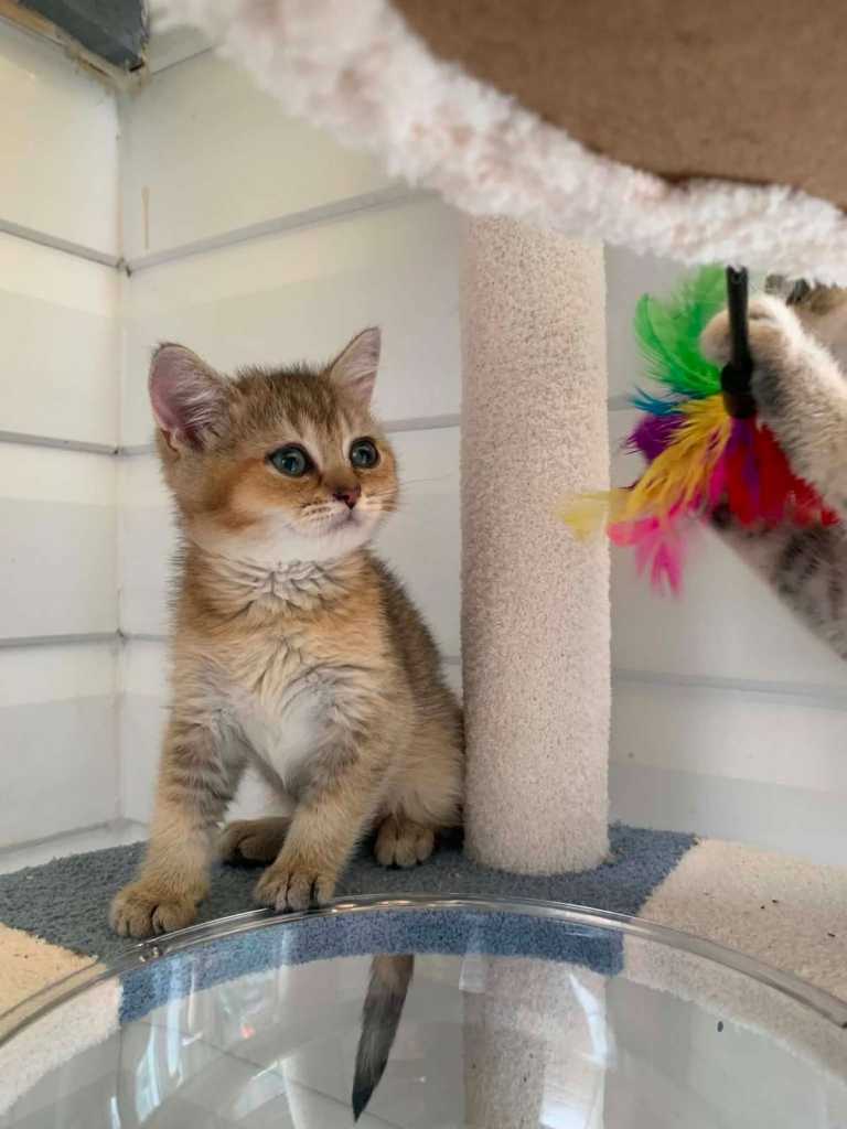 BSH pedigree Beautiful Golden girl 