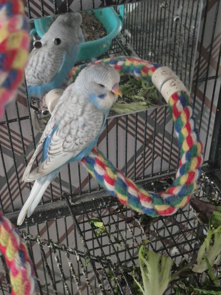 Budgie 3m old 