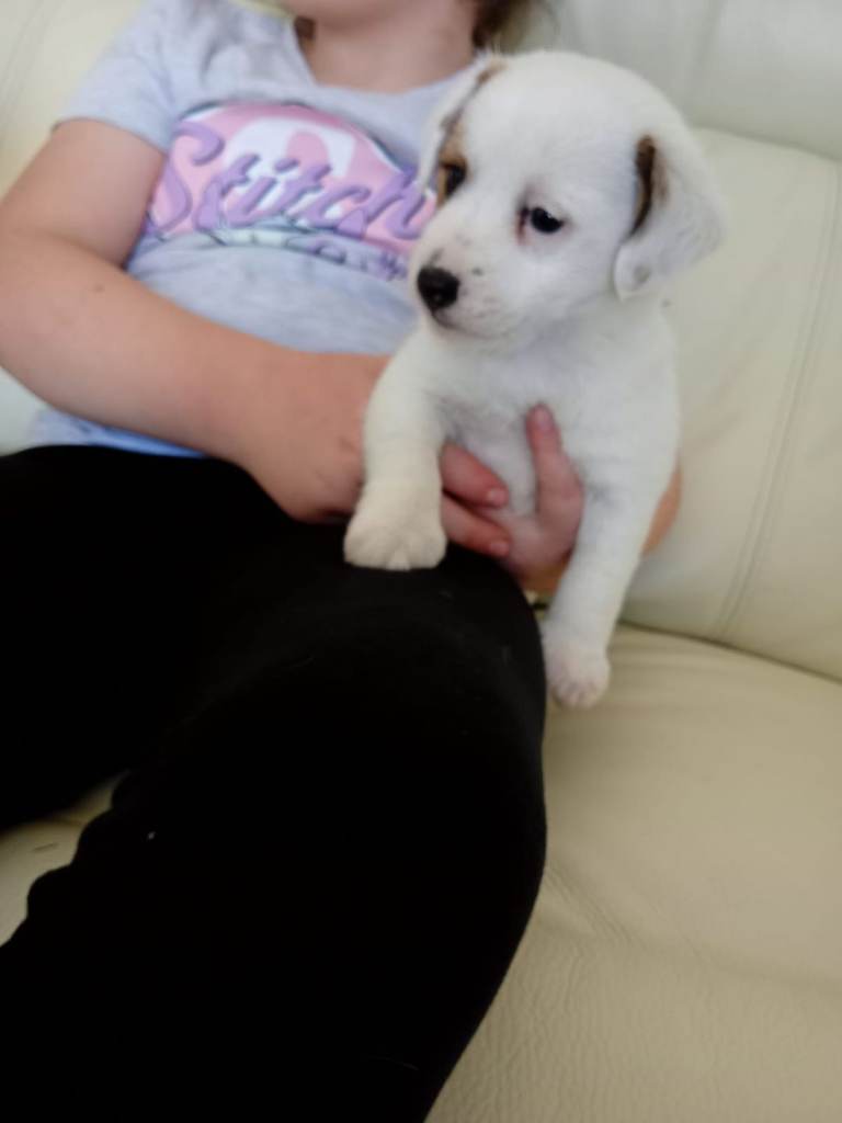 Jack Russell 