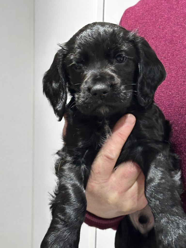 Cocker Spaniel Puppies