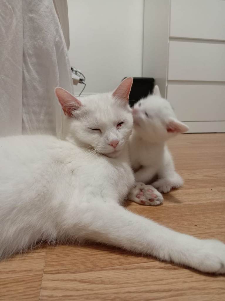 White & Tabby Kittens Seeking Forever Families – Ready Mid Now – £275 