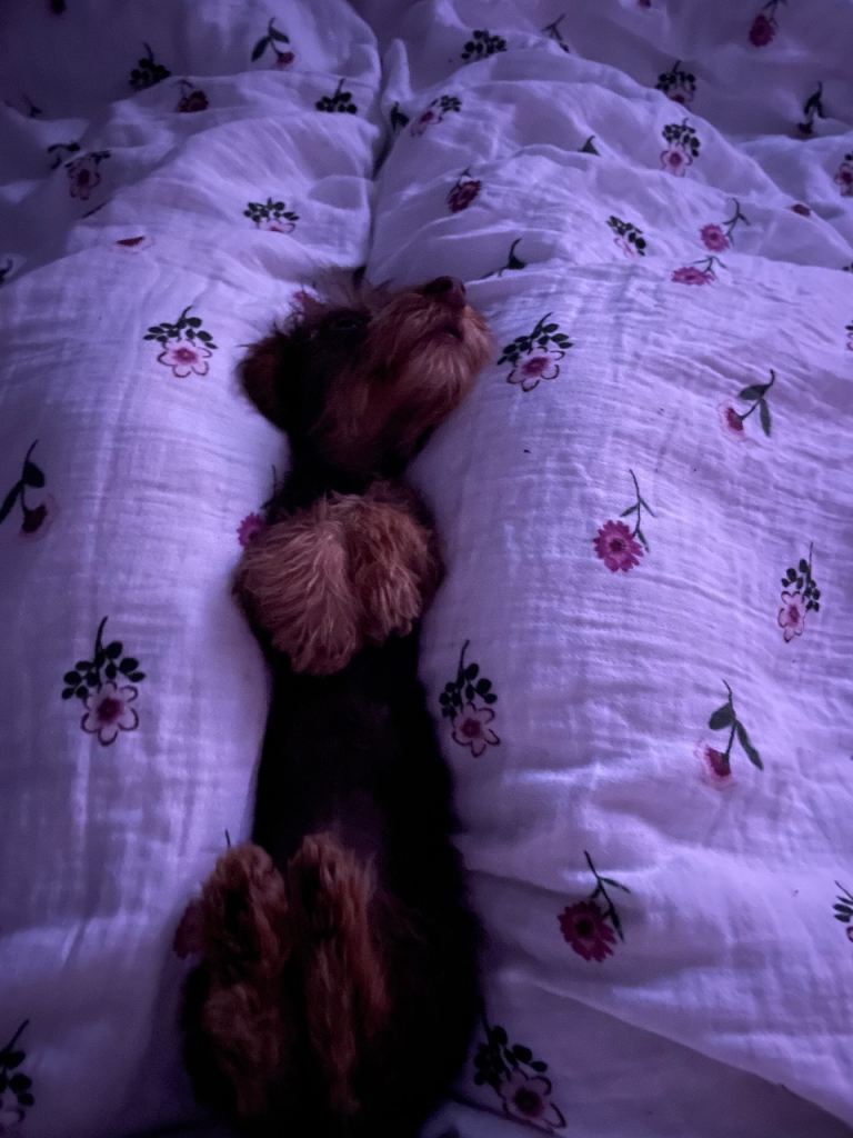 Wired hair miniature sausage dog