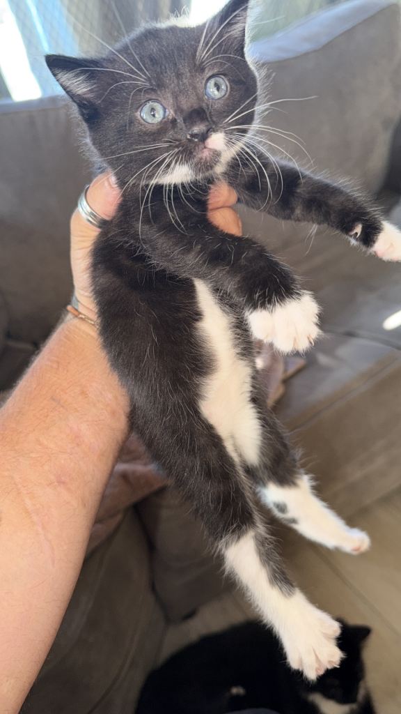 READ DESCRIPTION - 8 week old kittens for sale 