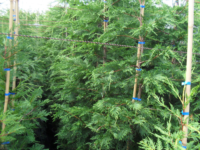 BUY FROM THE GROWERS =10 x 9 ft best quality leylandii hedging trees =DELIVERED 