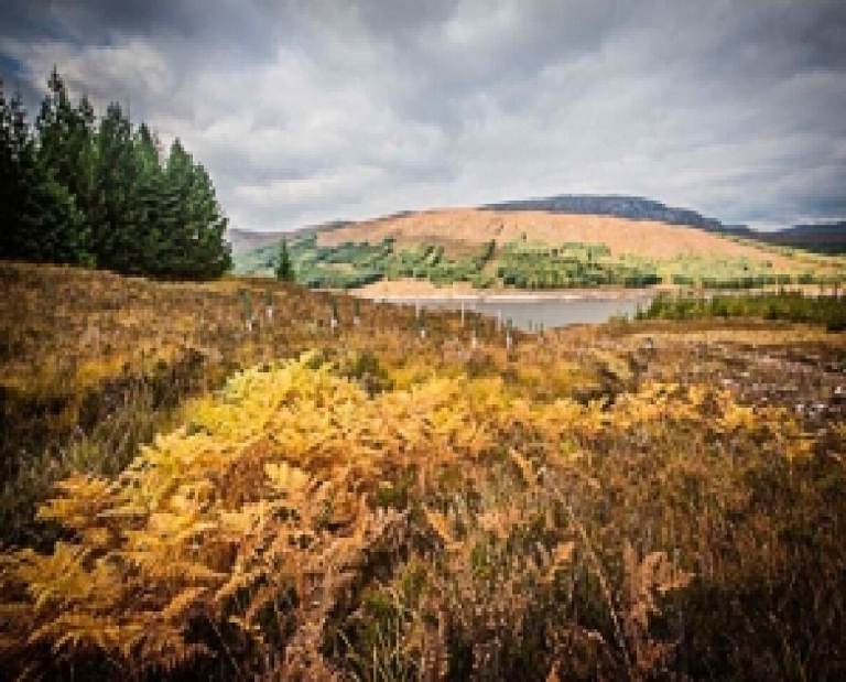 Woodland plot Scotland for swap exchange for £500 cash or help gardening near Edinburgh