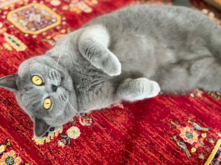 Beautiful Grey British Shorthair 