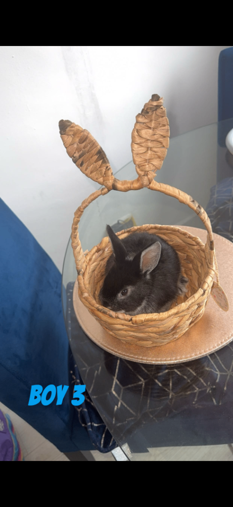 3 baby rabbits looking for their forever home