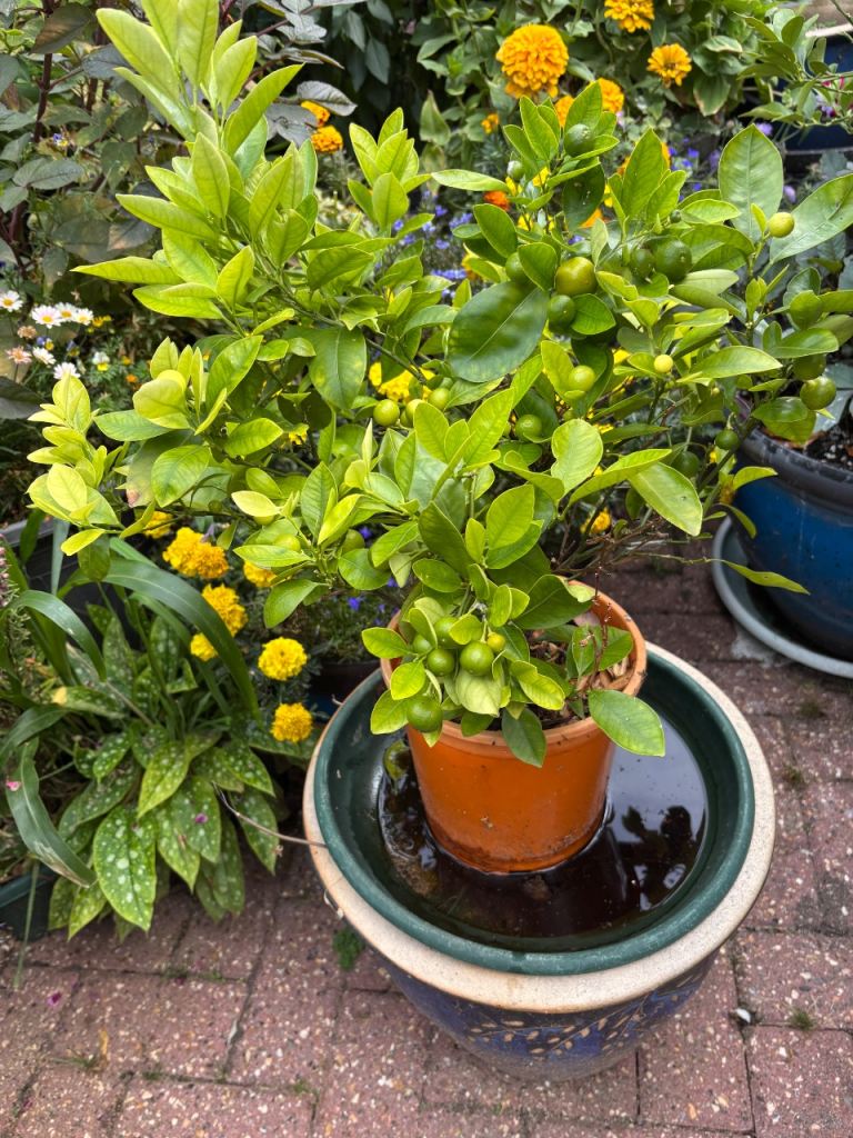 Orange tree
