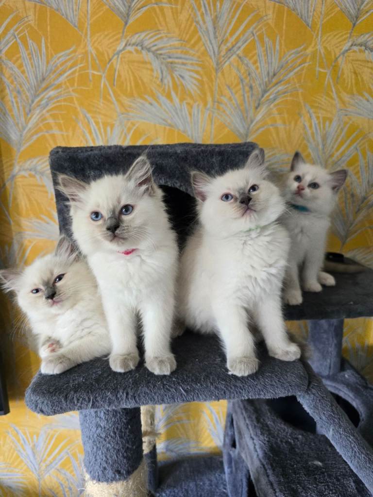 Pure Ragdoll kittens 