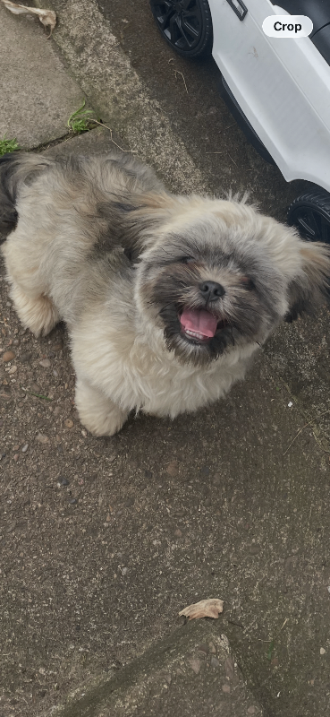 Shih Tzu 