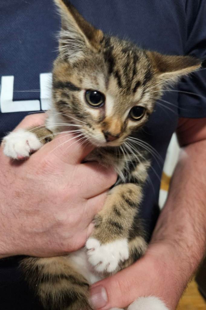 Only one beautiful fluffy male kitten  left