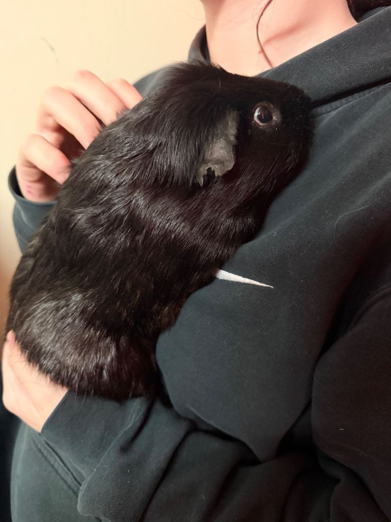 Male Guinea pig