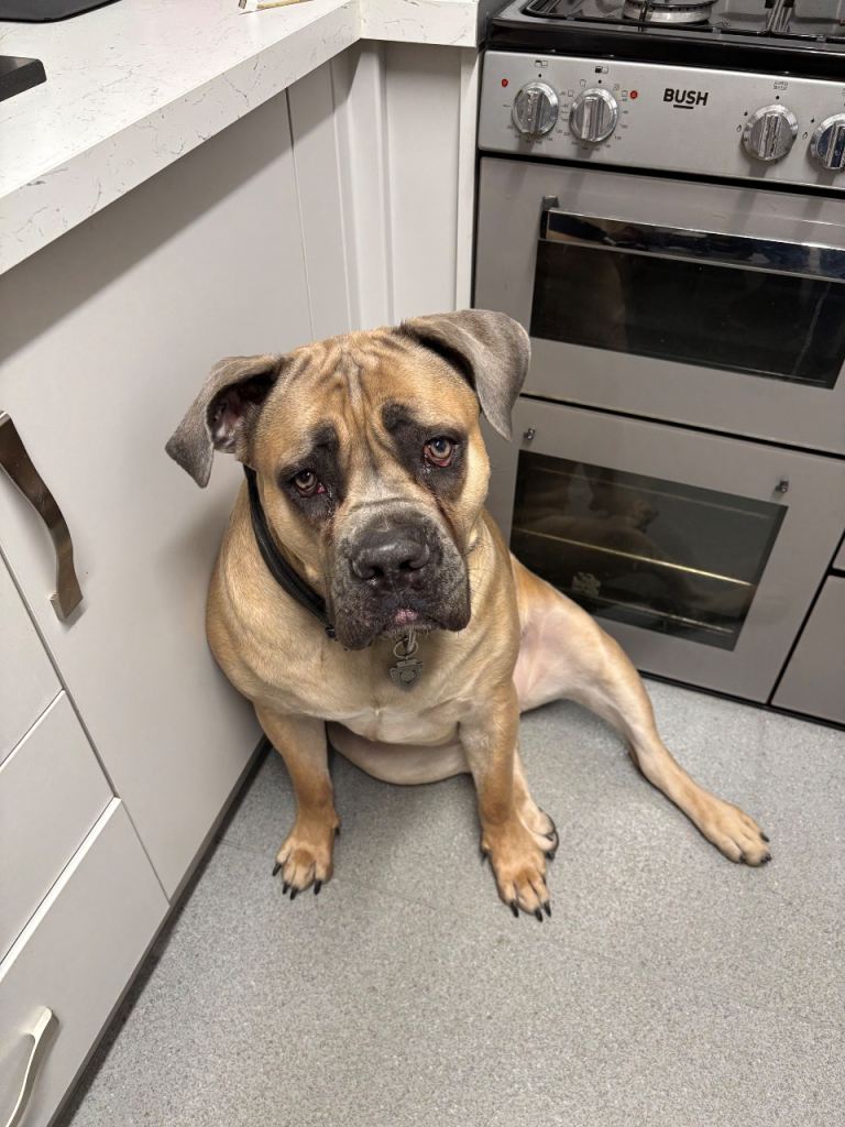 Cane Corso 