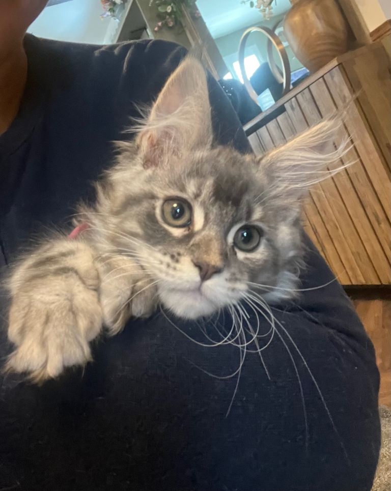 Last one pure XL maine coon kitten 