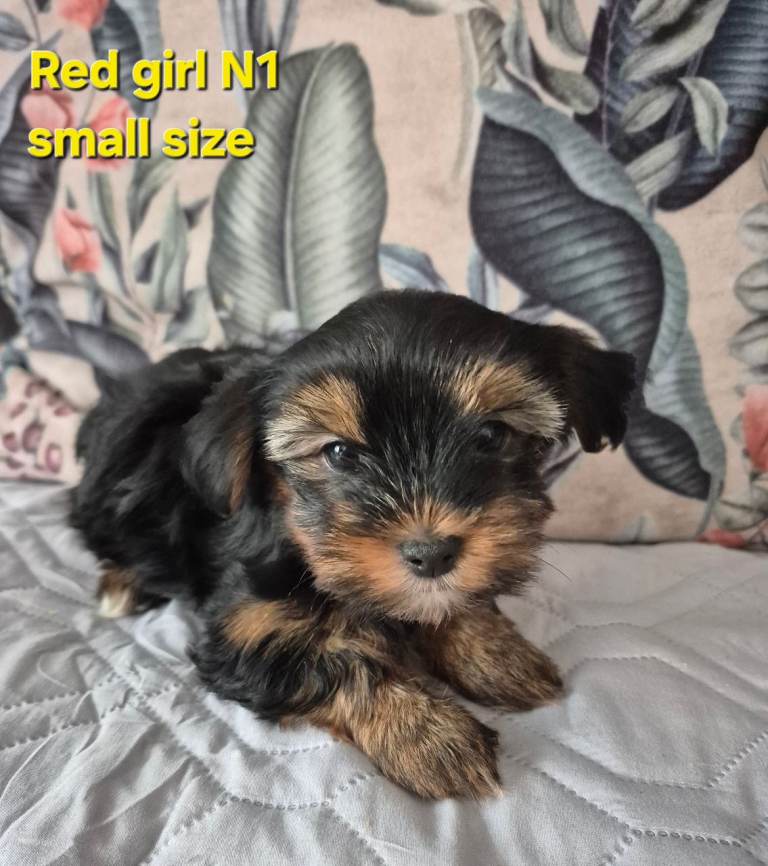 Yorkshire Biewier terrier puppies 
