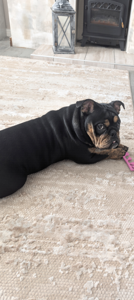 KC reg bulldog 