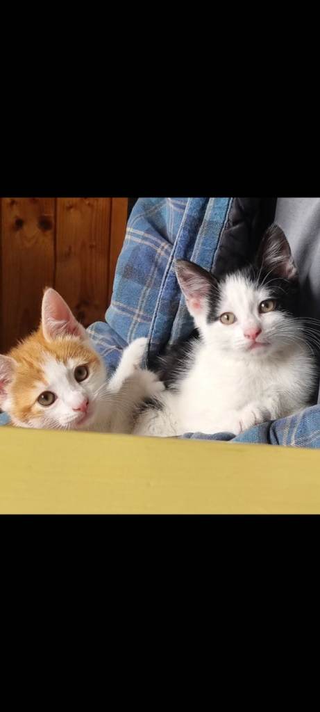 Kittens for sale