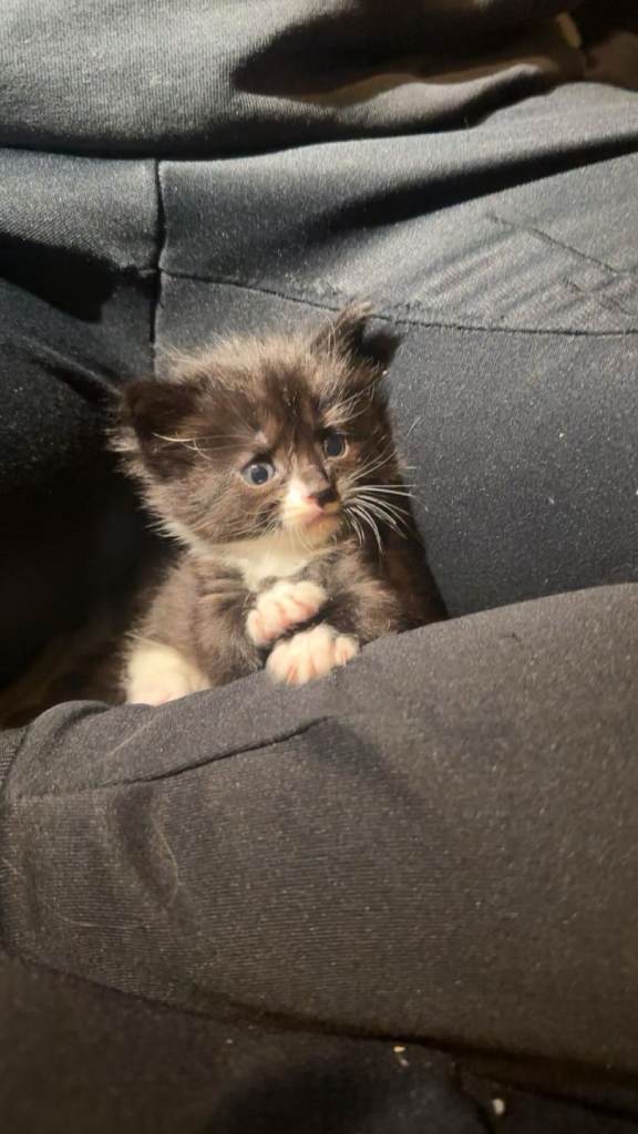 Maine Coon cross kittens