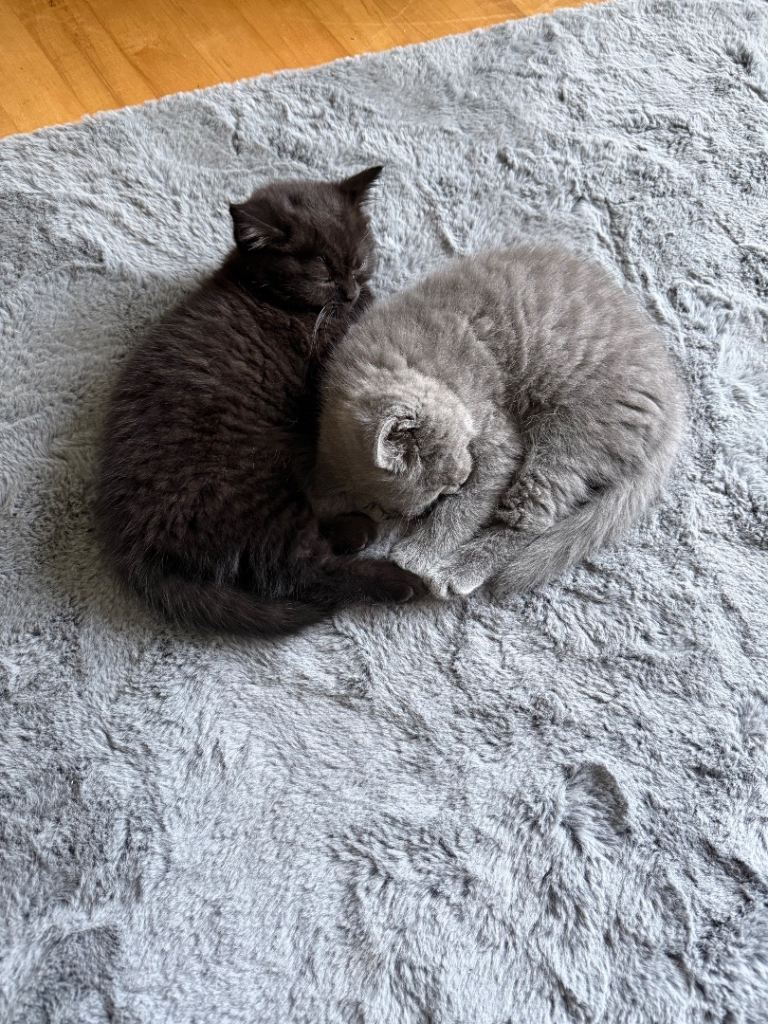 Chunky British shorthair kittens