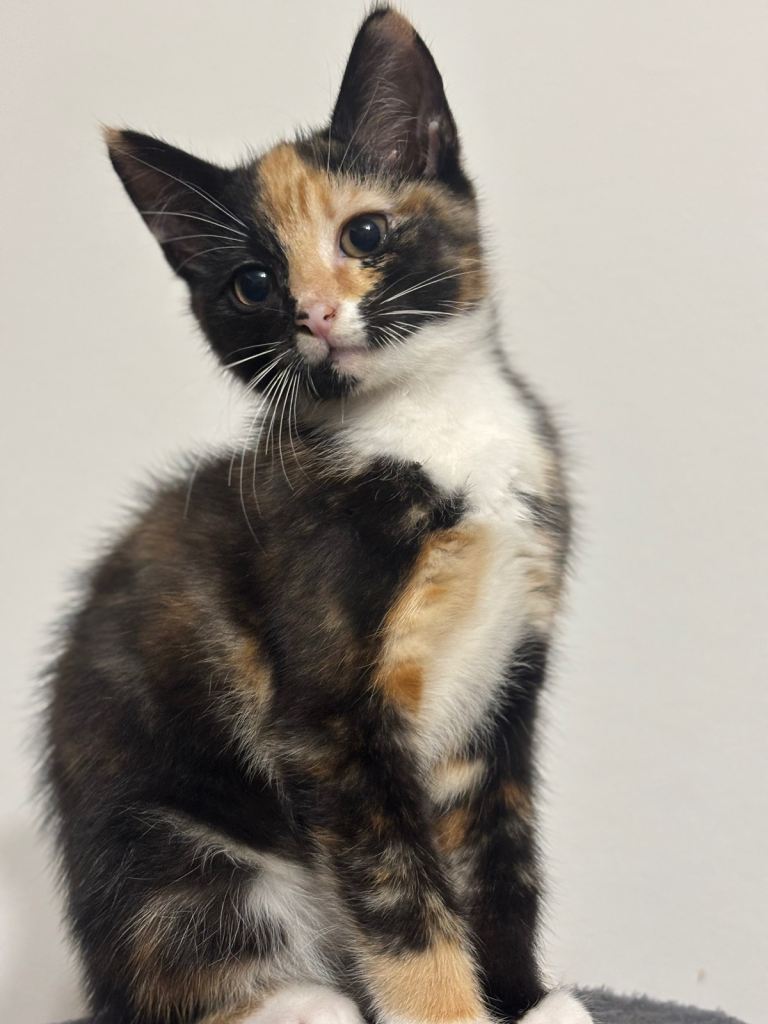2 kittens for left 