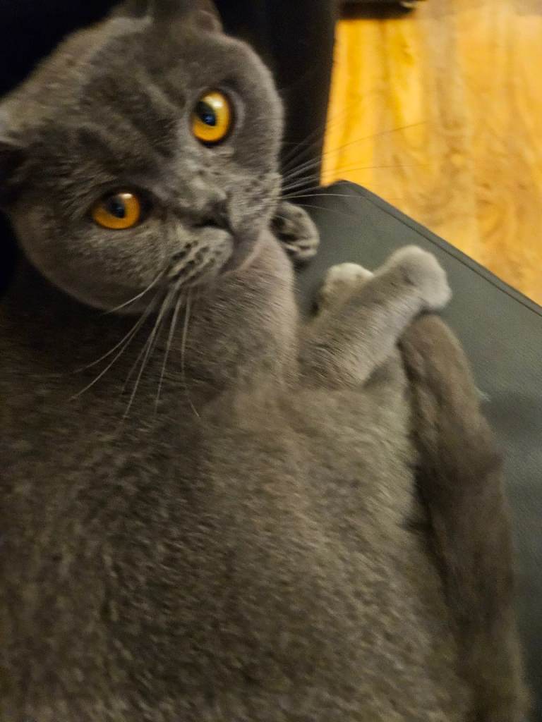 Kittens 