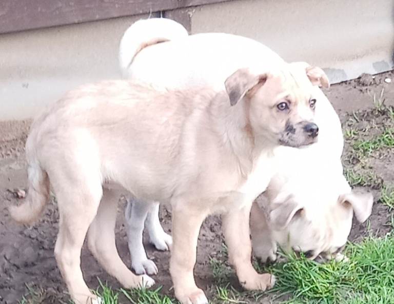 Pug Collie Cross Puppies. One Girl Puppy Left Looking For Her New Family