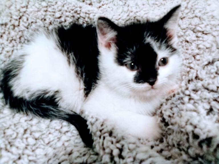 Maine Coon x Bengal kittens ready now! 